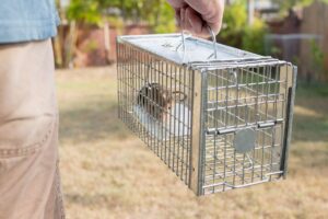 How to Get Rid of Mice in NYC Apartments