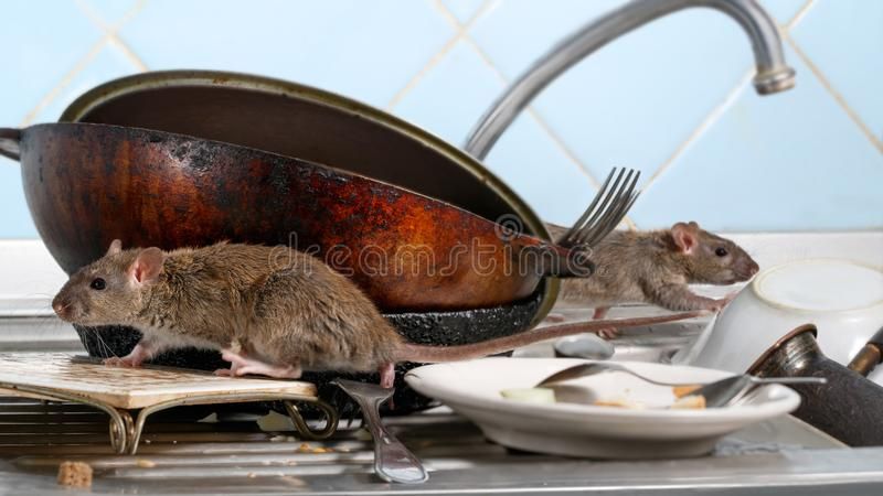 Mouse and Rat Extermination