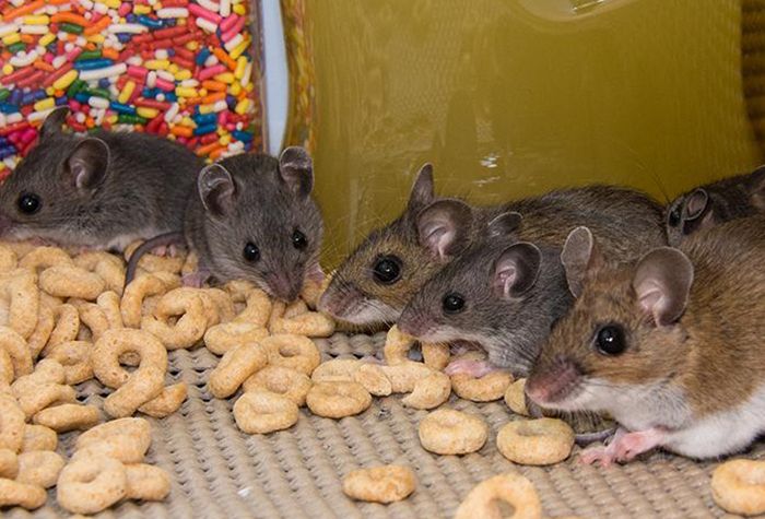 Mouse and Rat Extermination