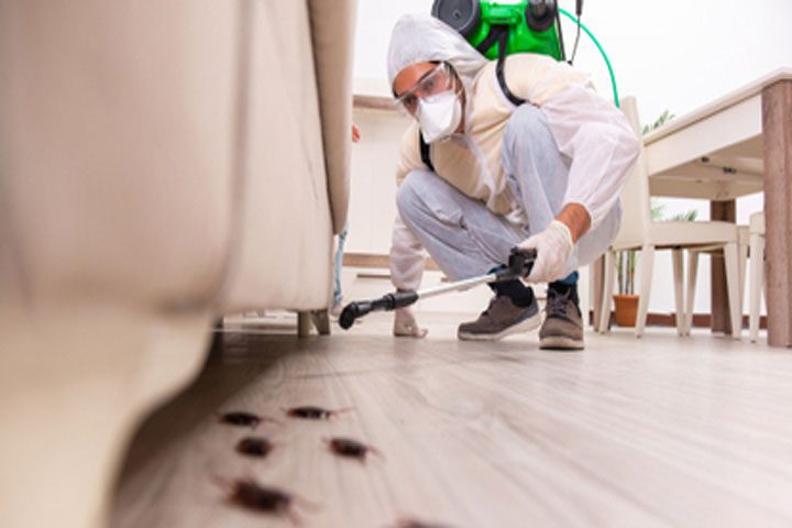 How Much Is Pest Control Service Per Month?