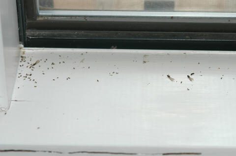 What Are the Signs of Termites and How to Prevent Them in NYC