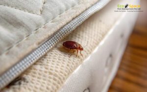 Close_up_of_a_bed_bug_on_a_mattress_seam