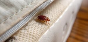 bed_bug_on_a_mattress_seam-