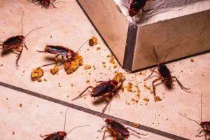 Cockroach-Species-Random-1