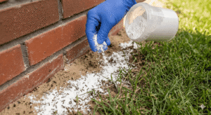 How to Control Ants in Lawn