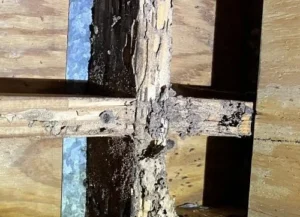 Termite-damage