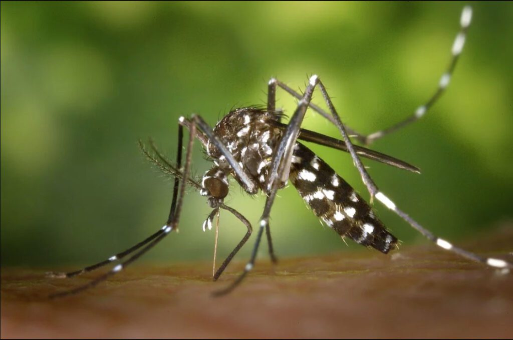 Mosquito control NYC