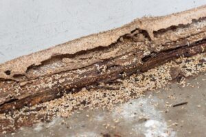 termite