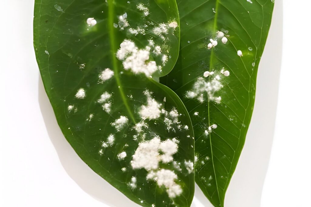 How to Remove White Bugs from Plants