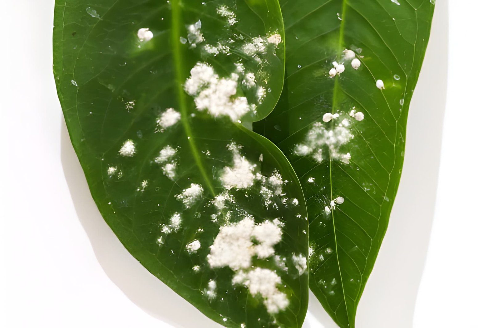 How to Remove White Bugs from Plants : The Complete Guide