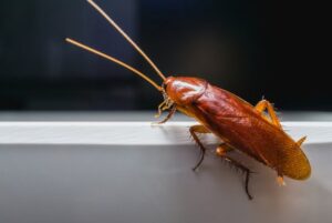 Are Cockroaches Dangerous?