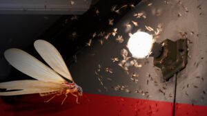 Termite Swarm Season