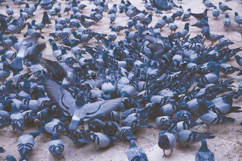 nyc-pigeon-control-laws-deterrents