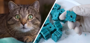 rodenticide-safety-pets-kids