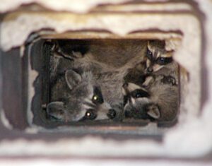 raccoons-in-chimney