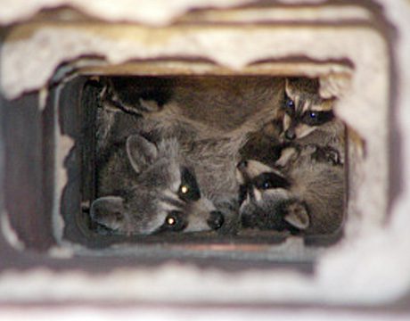 raccoons-in-chimney