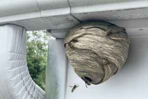 found-wasp-nest-what-to-do
