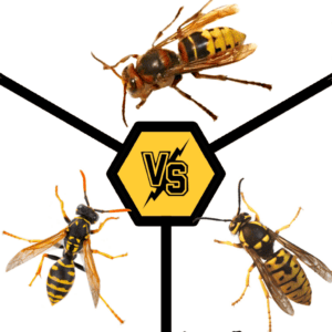wasps-vs-hornets-vs-yellowjackets-nyc